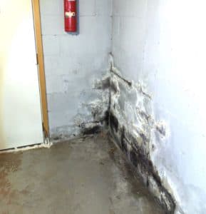 mold in corner of basement
