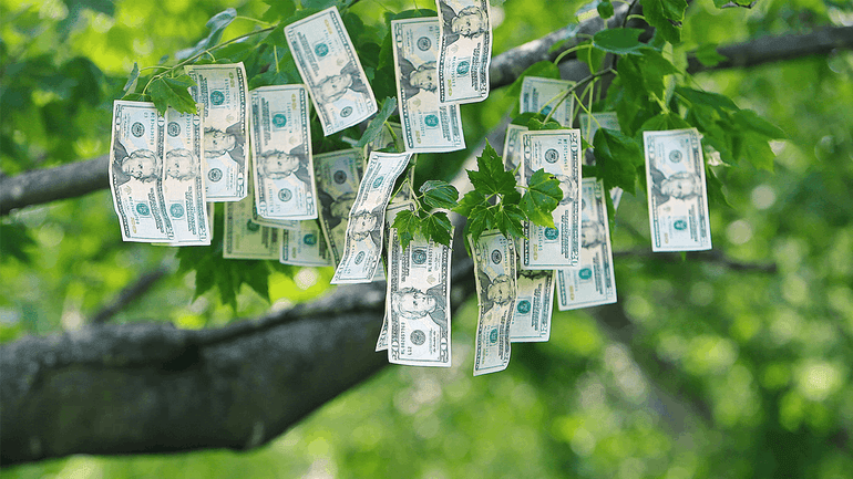 Money Tree 