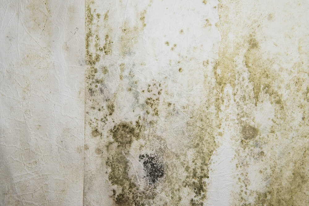 Treating Basement Mold Acculevel, How To Treat A Mildew Basement
