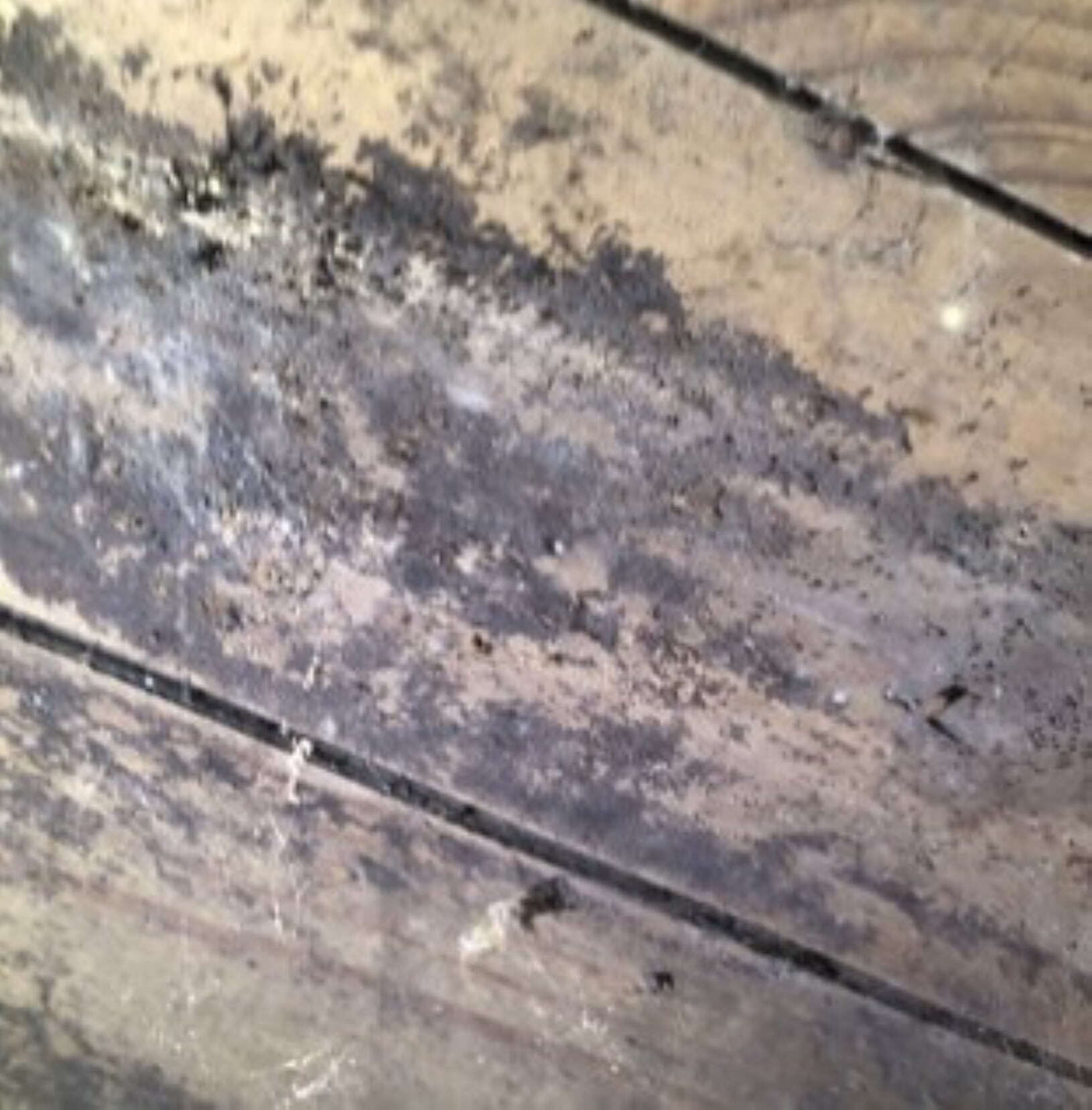 What Does Mold Treatment Cost? Best Methods and Pricing. Acculevel