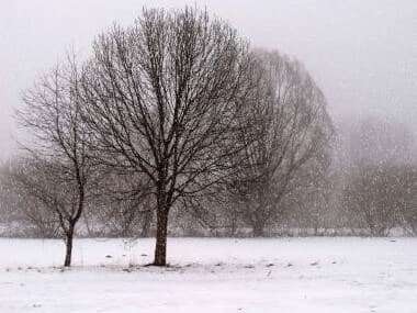 Snowy field with trees