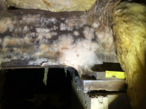 mold growth and wood decay on a support beam