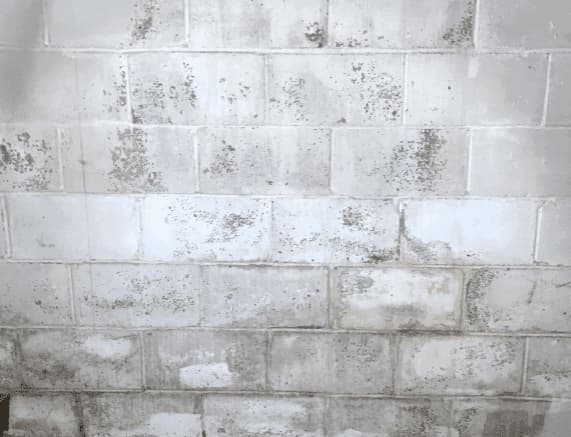 Mold on a basement wall.