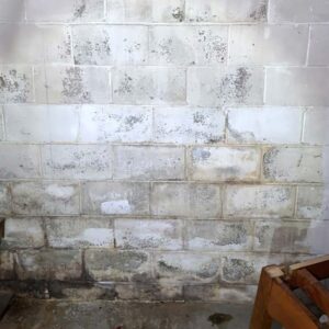 Mold growth on basement wall