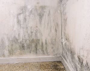 basement mold southfield mi
