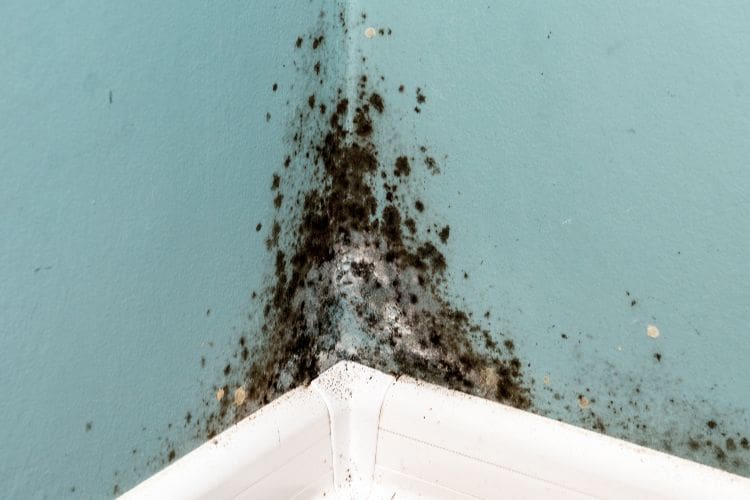 mold growth issues Greenfield wi