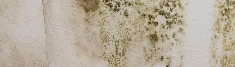 mold growth branson
